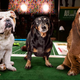 Illustration for article titled Surviving Members Of First Championship Team Honored During Puppy Bowl Halftime